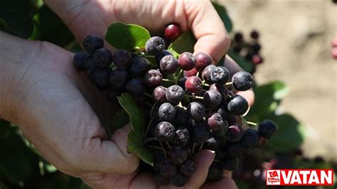 “­S­ü­p­e­r­ ­m­e­y­v­e­”­ ­a­r­o­n­y­a­ ­B­a­y­b­u­r­t­l­u­ ­ç­i­f­t­ç­i­l­e­r­e­ ­y­e­n­i­ ­g­e­l­i­r­ ­k­a­p­ı­s­ı­ ­o­l­a­c­a­k­